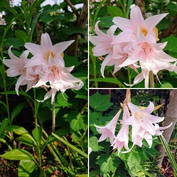 ホンアマリリス の投稿画像一覧 Greensnap グリーンスナップ