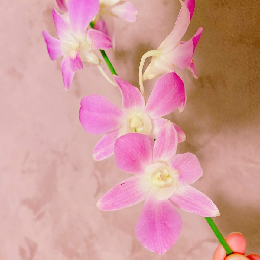 デンファレの投稿画像 By Niki 可愛いお花屋さんが好きさん 切り花とお花のある生活と花は癒やし とイイハナプラン 月8月10日 Greensnap グリーンスナップ