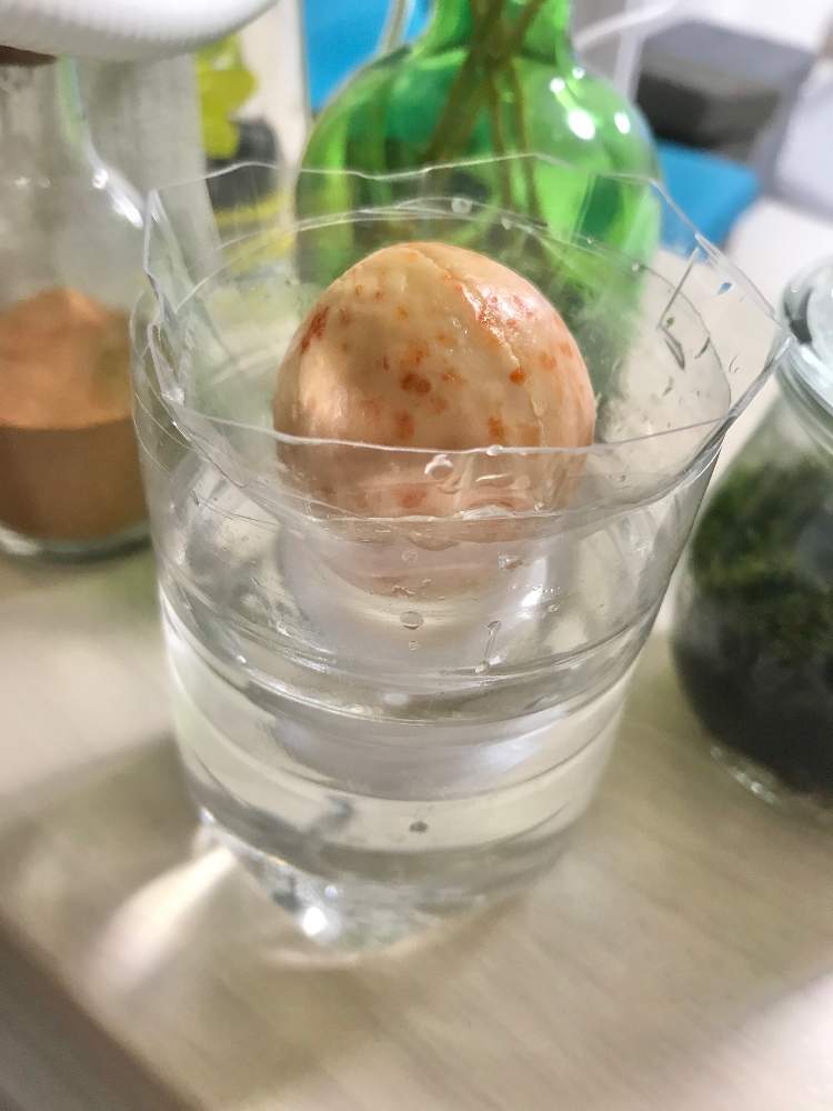 アボカド水耕栽培 Greensnap グリーンスナップ