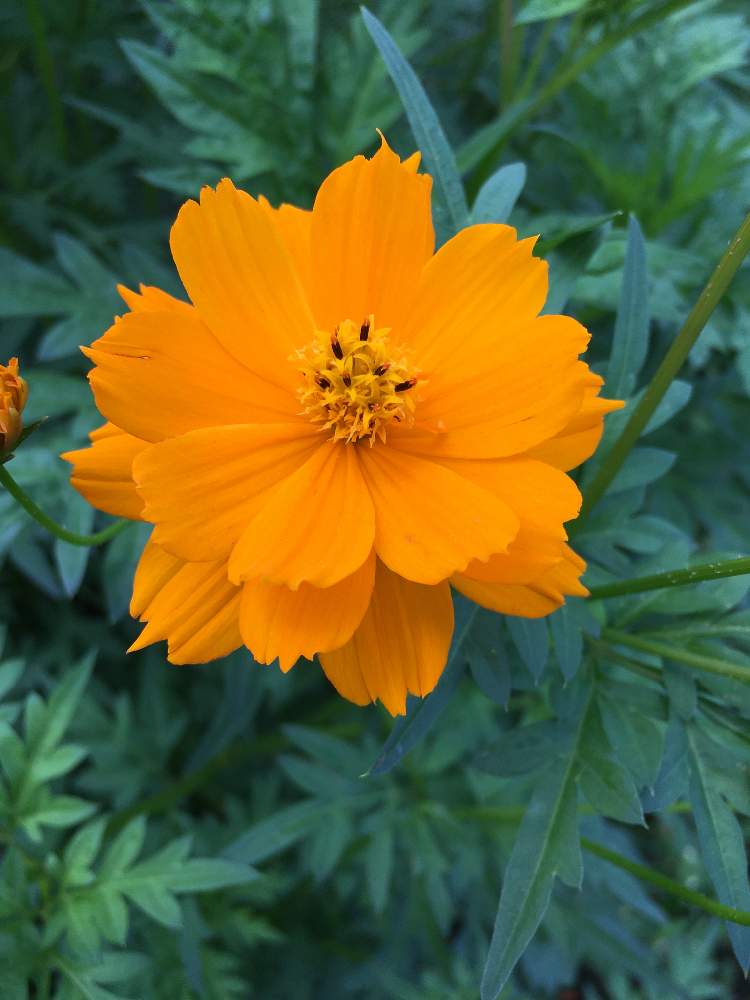 黄花コスモスの投稿画像 By いちご2さん お出かけ先 月8月10日 Greensnap グリーンスナップ Greensnap グリーンスナップ