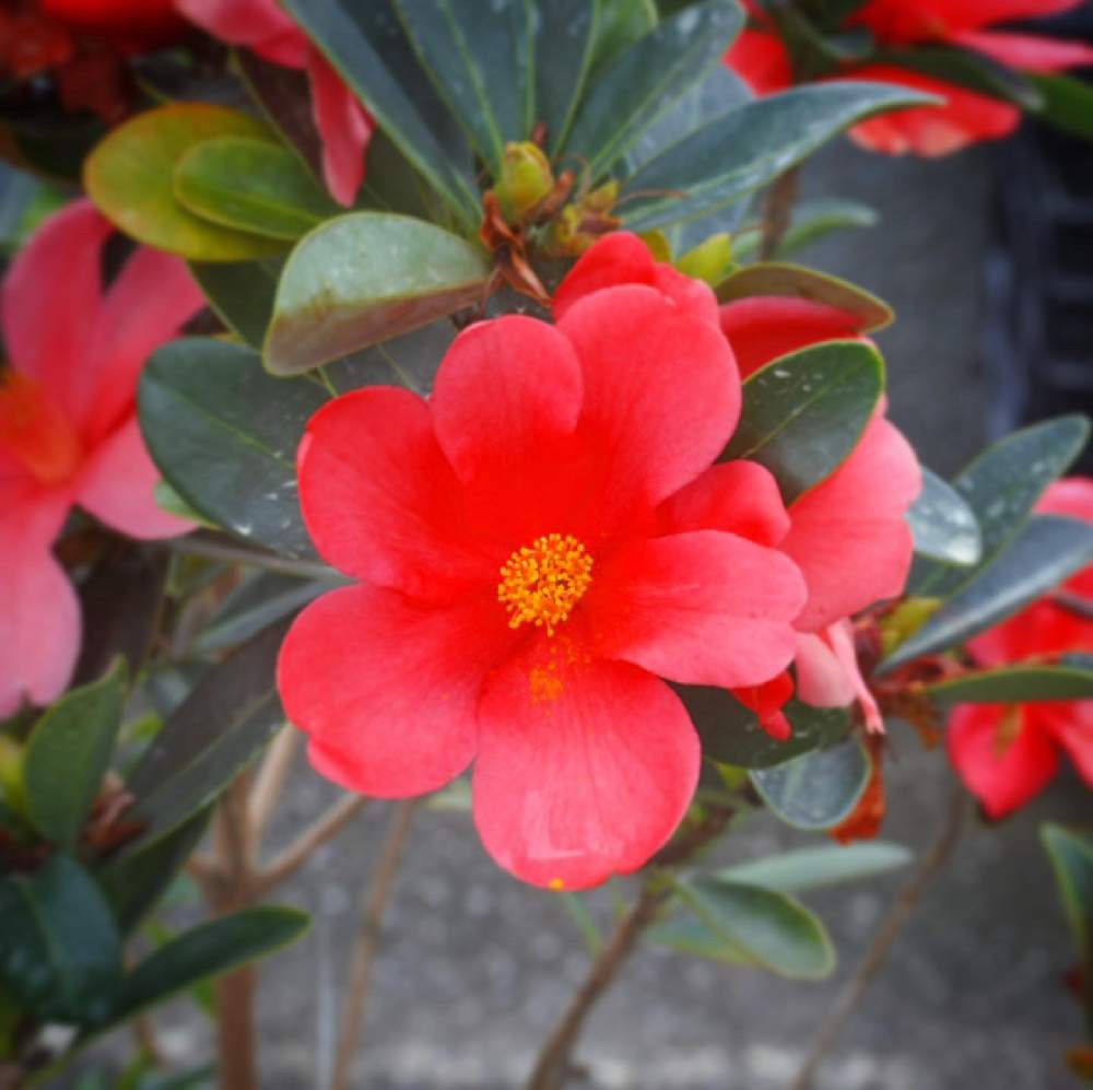 アザレアツバキの投稿画像 By フラワーウッドさん アザレア 椿とお出かけ先と花鉢とフラワーウッドと花壇とガーデニングショップと花木とgs映えとおうち園芸と造園と佐賀県とガーデニングと花のある暮らしとお庭とバルコニストと花鉢とフラワーウッドと花壇と アザレアツバキの投稿画像 By フラワーウッドさん アザレア 椿とお出かけ先と花鉢とフラワーウッドと花壇とガーデニングショップと花木とgs映えとおうち園芸と造園と佐賀県とガーデニングと花のある暮らしとお庭とバルコニストと花鉢とフラワーウッドと花壇と