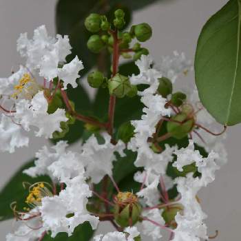 白いサルスベリの画像 by aji810061さん | 白い花と白いサルスベリと サルスベリと百日紅＊サルスベリ