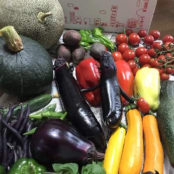 おやさいの画像 by なごこさん | 泉州水茄子とプチぷよとおやさいとピツカリンコとかわいい夏野菜と夏野菜収穫物2020