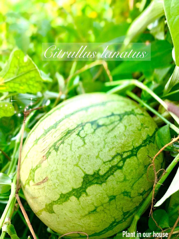 スイカの投稿画像 By Kane Flowerさん 小玉スイカと大事にたべたい と家庭菜園とおうちde菜園とおうち園芸と可愛い と埼玉県と自家製野菜と無農薬有機栽培と無農薬 無化学肥料栽培とk F家庭菜園と接木 愛娘 赤と夏野菜と愛娘と夏野菜収穫物 月8月11日