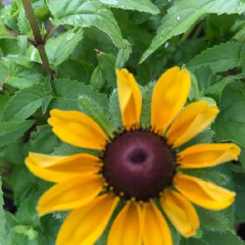 ルドベキア トトの投稿画像一覧 Greensnap グリーンスナップ