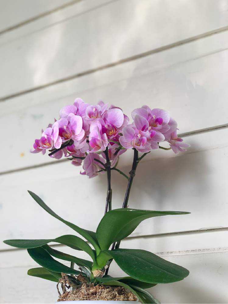 価格変更‼️胡蝶蘭原種　Phal.Speciosa　スペシオサ開花株（コルク着生） 価格変更‼️胡蝶蘭原種 Phal.Speciosa スペシオサ開花株（コルク着生