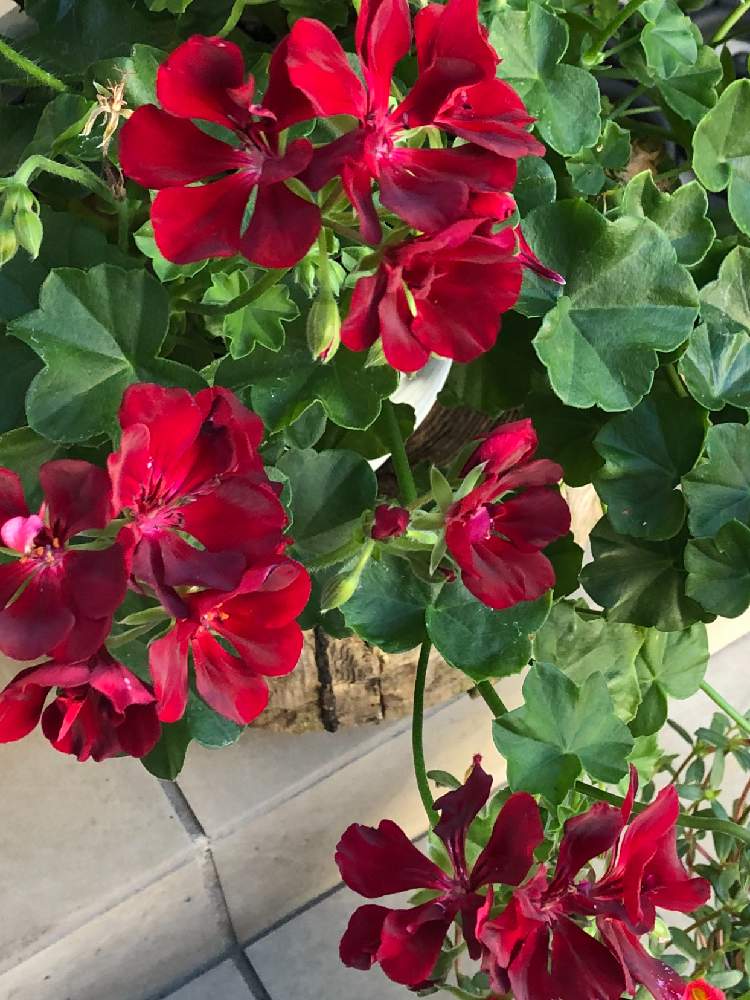 アイビーゼラニウムの投稿画像 By ふっちさん アイビー ゼラニウム と玄関でお出迎えとおうち園芸と増やしたい と小さなお花 と赤い色と玄関エントランスと可愛い と花のある暮らしと緑のある暮らしと素敵 月8月11日 Greensnap グリーンスナップ