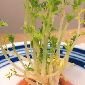 人参,野菜 水耕栽培,やさい 野菜,キッチンの画像