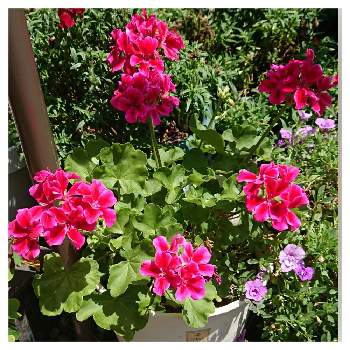 ゼラニウム カリオペ レッドスプラッシュの投稿画像一覧 Greensnap グリーンスナップ