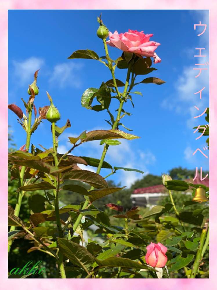 四季咲きバラ ウエディングベルの投稿画像 By ひみつのアッコちゃんさん 我が家の花畑 と美しい花と花のある暮らしと花を見る喜びと薔薇のある暮らしと我が家の花畑と美しい花と花のある暮らしと花を見る喜びと薔薇のある暮らし 月8月11日 Greensnap グリーン