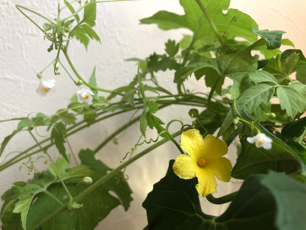 フウセンカズラの投稿画像 By ピノコさん ツルレイシと黄色の花と蔓性植物と飾るとハッパバッカリ 月8月11日 Greensnap グリーンスナップ
