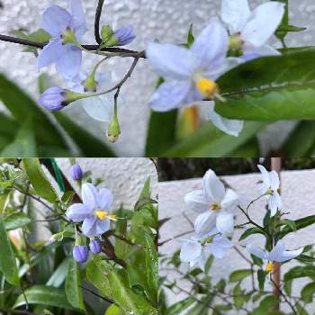 ヤマホロシの花の画像 by グッチさん | アプローチとヤマホロシの花とおうち園芸