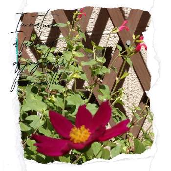 こすもす ♪の画像 by レモンさん | 小さな庭とチェリーセージ❤︎とおうち園芸とこすもす ♪と赤い花と可愛い♡