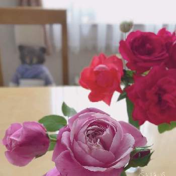 朱色のバラの画像 by rosa sさん | キッチンと名無しさんとシャンテ・ロゼ・ミサトとスカーレットクイーンエリザベスとピンクの花と朱色のバラと花を飾るとおうち園芸とおうちで楽しむ夏の草花フォトコンと赤い花と花のある暮らしと朱色の花と北海道