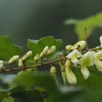 蔦の花の投稿画像一覧 Greensnap グリーンスナップ