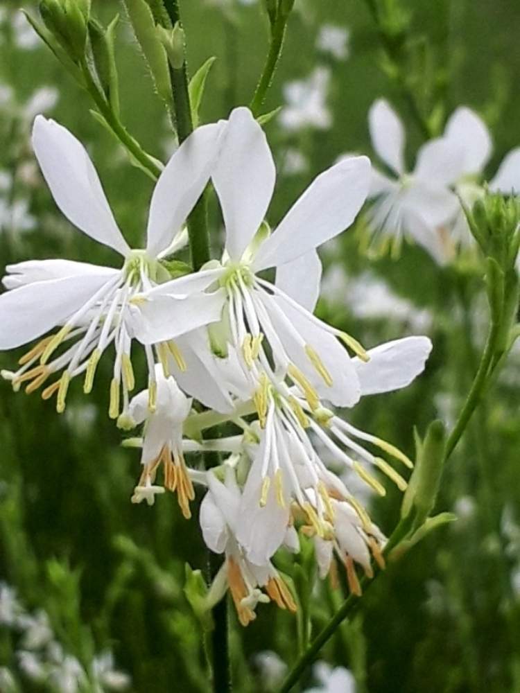 ガウラ 白蝶草 の投稿画像 By フロックスさん 可愛い白い花と涼しげな花色 月8月11日 Greensnap グリーンスナップ