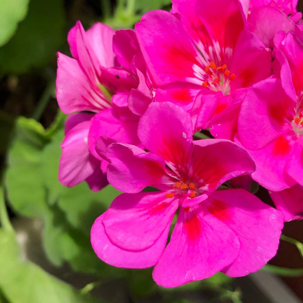 玄関の画像 by ピオニーさん | 玄関とゼラニウムと植物好きと繋がりたいとおうち園芸と花のあるの暮らしと癒しの花とピンク色の花と可愛いピンク色♡とピンク色大好きと元気色ピンク