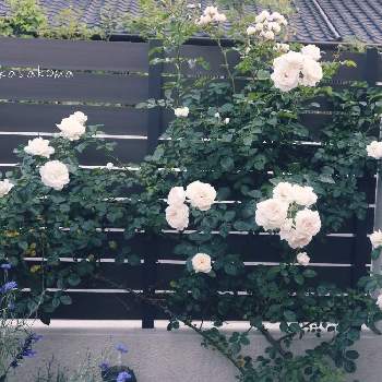 バラ サマーメモリーズの画像 by Kasakomaさん | 小さな庭とバラ サマーメモリーズと薔薇愛同盟とバラのある暮らしと一眼レフ初心者とつるバラと植中毒と2020kasakomaの薔薇と花のある暮らしとバラ・ミニバラと地植え