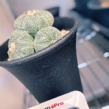 オレの兜の投稿画像一覧 Greensnap グリーンスナップ