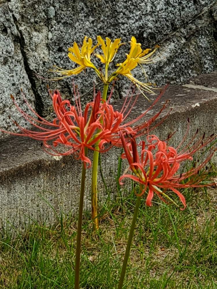 リコリス 彼岸花 の投稿画像 By Maronさん 月8月11日 Greensnap グリーンスナップ