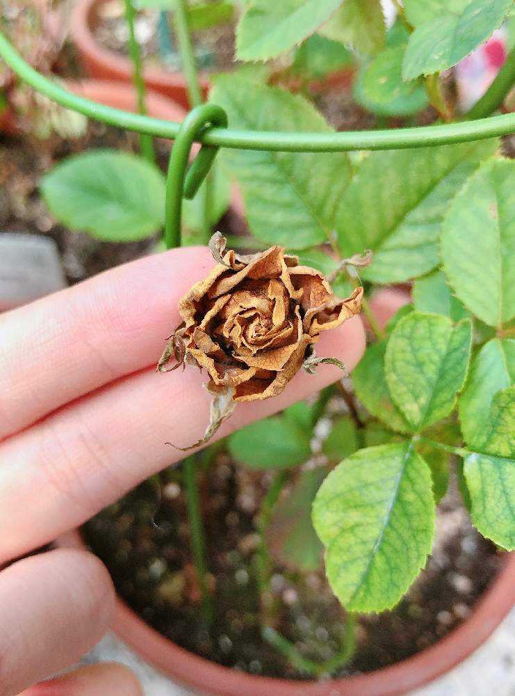 住友化学園芸 ベニカxファインスプレー うどんこ病 殺虫 病原菌 殺菌 病気 薔薇 治療 ばらの害虫と病気に 予防 バラ 950ml 15本