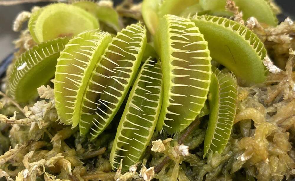 ハエトリソウの投稿画像 By ガガンボさん Dionaea Montecore と食虫植物 月8月11日 Greensnap グリーンスナップ