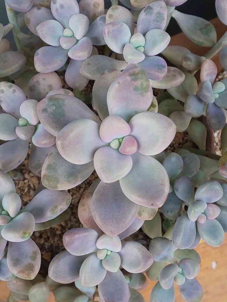 多肉植物　グラプトペタルム　だるま秀麗 多肉植物 グラプトペタルム だるま秋麗（だるましゅうれい） 7.5cm