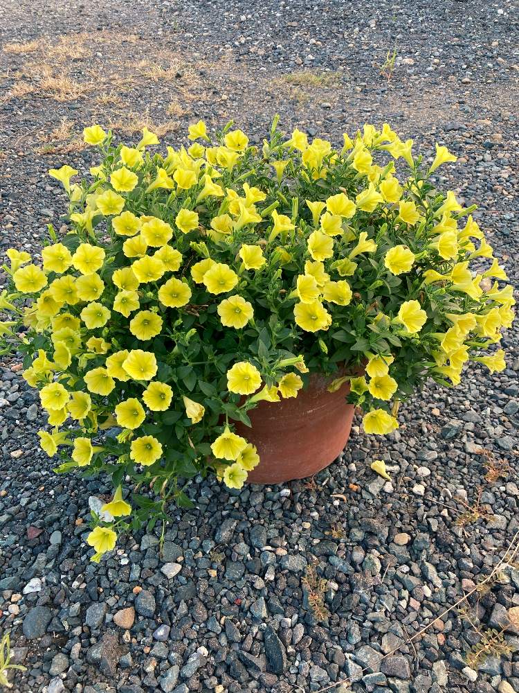 ペチュニアの投稿画像 By マリマリさん ペチュニア Yes イエローと花のある暮らしと梅雨に負けない 月8月11日 Greensnap グリーンスナップ