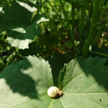 オクラの葉の投稿画像一覧 Greensnap グリーンスナップ