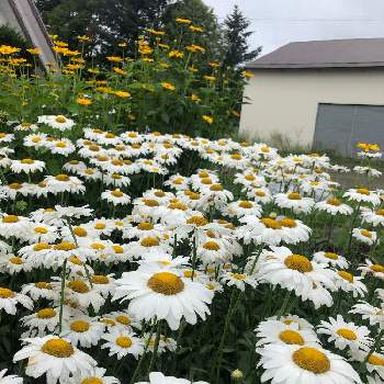 北海道の夏の画像 by まなさん | 広い庭と北海道の夏と実家の庭とキク科と白い花と北海道とマーガレット☆