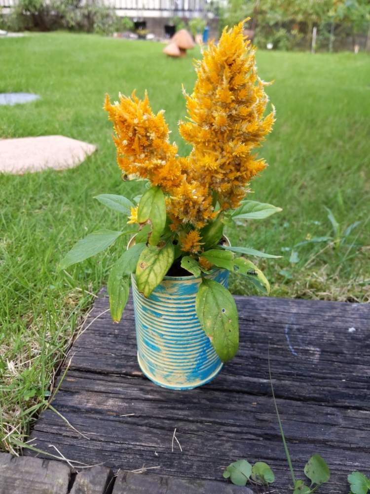 ケイトウの投稿画像 By 檸檬12さん 花壇とリメ缶 月8月11日 Greensnap グリーンスナップ