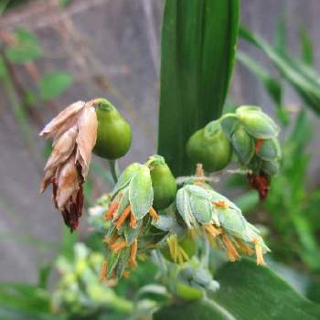 水辺の植物の投稿画像一覧 Greensnap グリーンスナップ