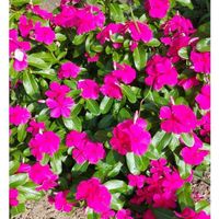 ニチニチソウの画像