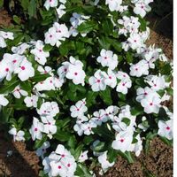 ニチニチソウの画像