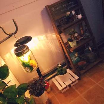 ニトリの投稿画像一覧 Greensnap グリーンスナップ