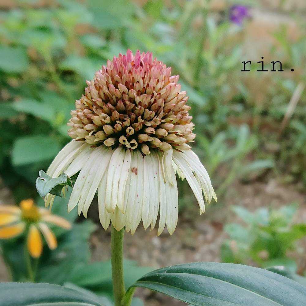 初めてのエキナセア Greensnap グリーンスナップ 初めてのエキナセア Greensnap グリーンスナップ