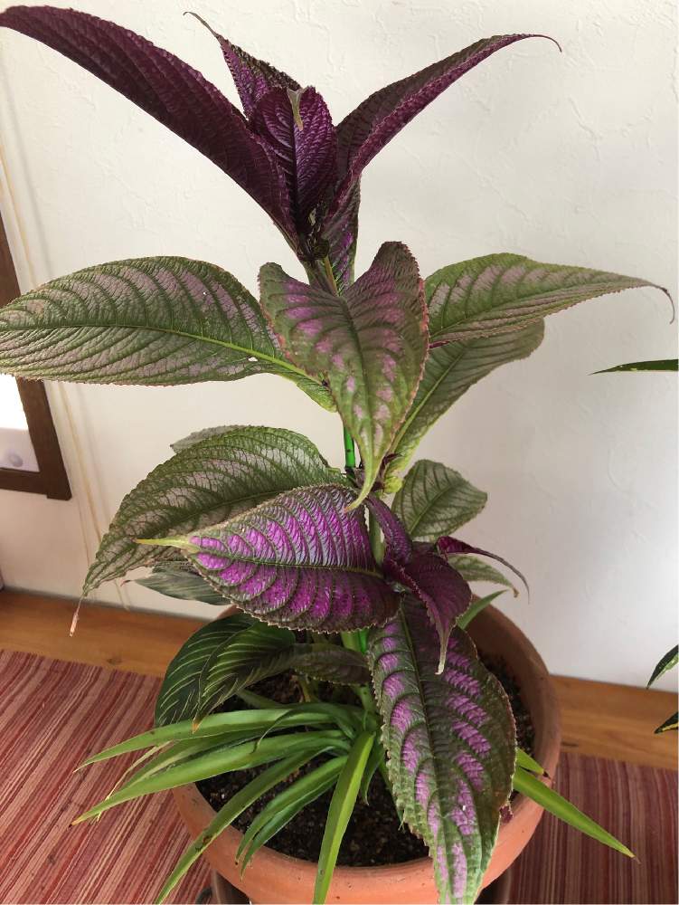 オリヅルランの投稿画像 By さとこさん ストロビランサスとガーデニングとお部屋の癒しとおうち園芸 月8月12日 Greensnap グリーンスナップ