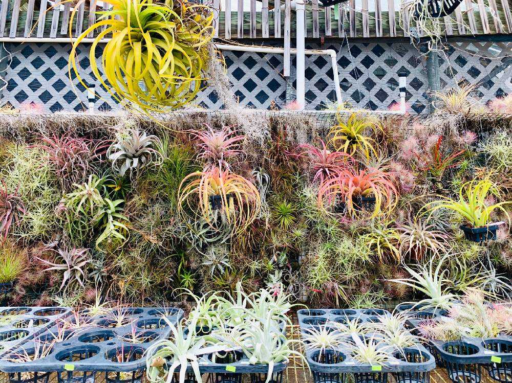 Hawaii kawamoto Orchid 〜オーキッドとエアープランツ〜｜🍀GreenSnap