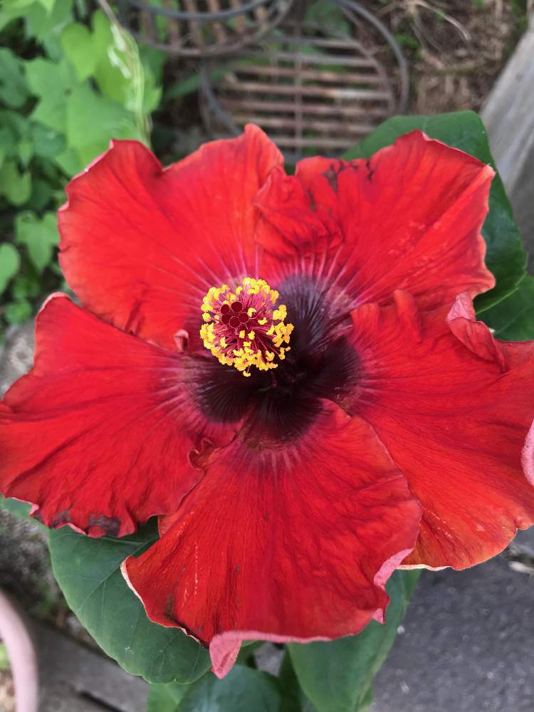 夏の花の投稿画像 By Beeさん ハイビスカスと赤いハイビスカス と大輪のハイビスカス 月8月12日 Greensnap グリーンスナップ