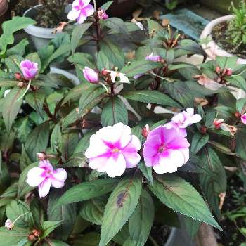 小さな庭の投稿画像 By センジュガンピさん 18月5月12日 Greensnap グリーンスナップ