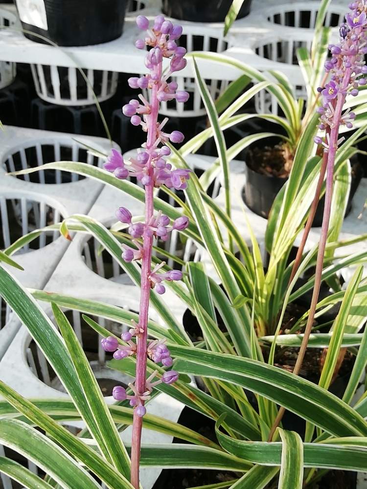 ヤブランの投稿画像 By ひめうつぎさん ホームセンター 月8月12日 Greensnap グリーンスナップ