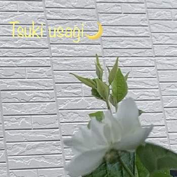 バイカウツギ♡の画像 by 月うさぎさん | 小さな庭と白い花とバイカウツギ♡