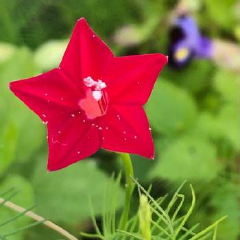 アップで!の画像 by カンパニュラさん | 小さな庭とルコウソウと葉っぱも可愛い♡と小さな花♥︎と涼しそうな葉っぱとかわいい✨ときれーい✨とアップで!とすき♥︎とあかい花