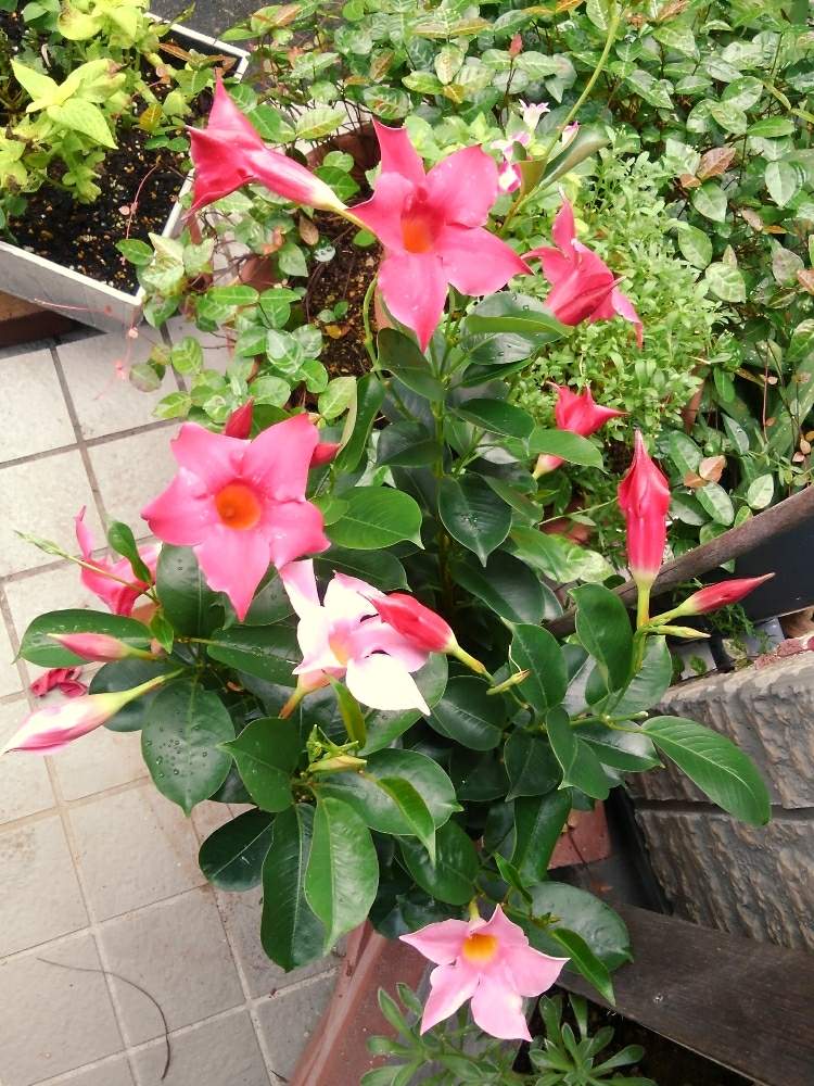 マンデビラの投稿画像 By きなこさん 月8月12日 Greensnap グリーンスナップ