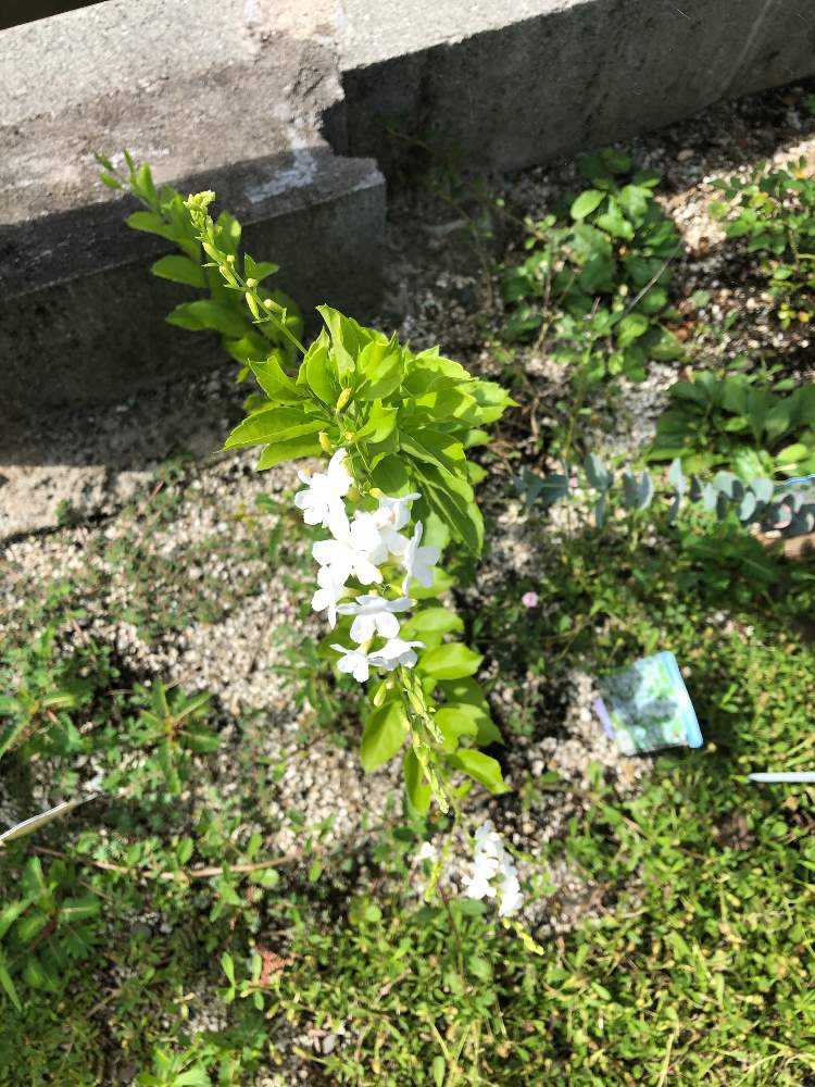 小さな庭の投稿画像 By ふーちゃんママさん ジュランタ タカラヅカとディュランタ白とディュランタ宝塚とジュランタ タカラヅカ とディュランタ白とディュランタ宝塚 月8月12日 Greensnap グリーンスナップ Greensnap グリーンスナップ 小さな庭の投稿画像 By ふーちゃんママさん ジュランタ タカラヅカとディュランタ白とディュランタ宝塚とジュランタ タカラヅカ とディュランタ白とディュランタ宝塚 月8月12日 Greensnap グリーンスナップ Greensnap グリーンスナップ