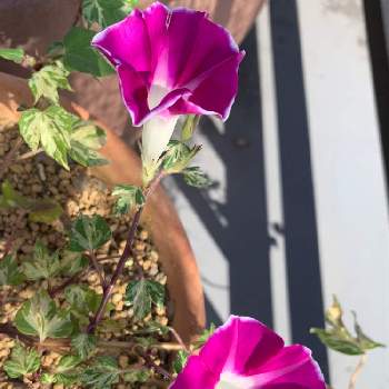 観葉あさがお 夏だよりの投稿画像一覧 Greensnap グリーンスナップ