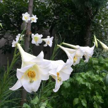 新鉄砲百合の画像 by takaさん | 小さな庭とユリと新鉄砲百合とガーデニングと白い花と花のある暮らしとおうち園芸