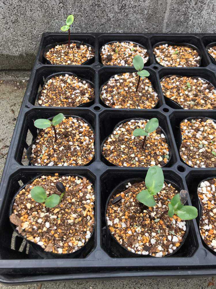 ど根性ヒマワリ Greensnap グリーンスナップ