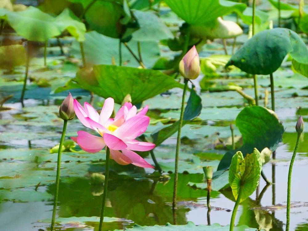 ハスの投稿画像 By よりさん 大賀ハスと古代蓮とはす 蓮 とピンクの花と夏の花と宮城と東北とお寺と寺社仏閣 月8月12日 Greensnap グリーンスナップ ハスの投稿画像 By よりさん 大賀ハスと古代蓮とはす 蓮 とピンクの花と夏の花と宮城と東北とお寺と寺社仏閣 月8月12日 Greensnap グリーンスナップ
