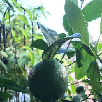 レモン苗 の投稿画像一覧 Greensnap グリーンスナップ